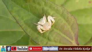 Crab Spider  Animalia  Arthropoda  Chelicerata  Arachnida  Araneae Thomisidae [upl. by Mcleroy979]