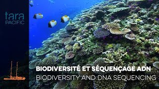 Tara Pacific Biodiversité et séquençage ADN  Biodiversity and DNA sequencing [upl. by Pasol689]