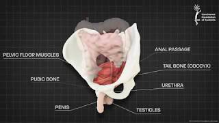 Male pelvic floor muscle  3D animation [upl. by Murvyn639]