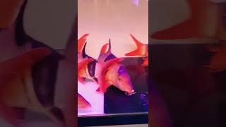 MMA Short  Clown Loach  Tiger Botia Fish Se22Su1p clownloach clownfish peaceful botia fish [upl. by Kraus]