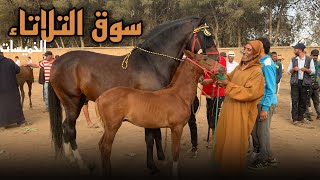 جديد سوق التلاتاء اليوم الشاري موجود والمليح قليل [upl. by Bernarr510]