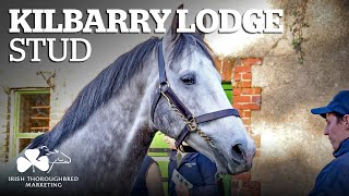 ITM Irish Stallion Showcase 2021  Kilbarry Lodge Stud [upl. by Warfeld658]