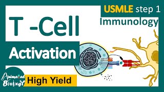 T cell Activation  USMLEStep1 revision playlist  Immunology [upl. by Ixela]