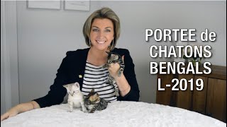 Votre futur chaton Bengal  Découvrez la portée L2019  Chatterie Bengal Laurentides [upl. by Leahcimauhsoj]