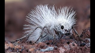 Spektakuläre Ameisen  Kluge Kolonie Insekten  Bedeutung für Medizin Natur Küche  Doku 2018 HD [upl. by Niraj]