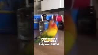 Polly want a cracker [upl. by Columbine]