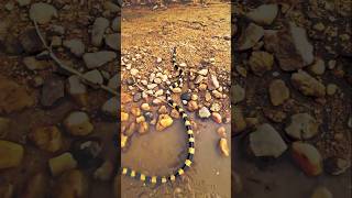 Black banded snake turn on music [upl. by Rosamond]