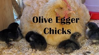 Olive Egger Chicks [upl. by Eelyk]