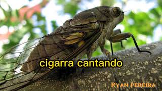 cigarra cantando no verão [upl. by Silverstein]