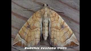 Part 8 Common Carpet and Pug Moths Family Geometridae [upl. by Assetniuq33]