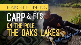 Carp and F1s on hard pellets  The Oaks Lakes [upl. by Yliab]