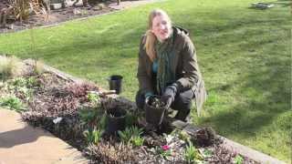 Gardening Tips How To Divide Perennial Plants [upl. by Lexine256]