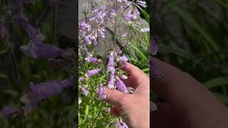 Native Plants Hairy Beardtongue Penstemon hirsutus for a Pollinator Garden [upl. by Jed947]