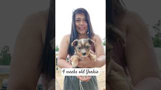 So adorable Yorkie Terrier puppy trending fireball compilation youtubeshorts cute [upl. by Irrak]