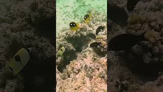 Fourspot Butterflyfish Cleaning [upl. by Nnaylloh429]