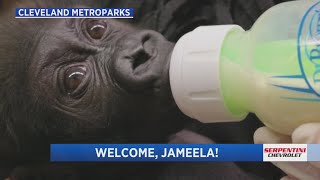 Cleveland Metroparks Zoo is watching for the perfect time to introduce Jameela to the troop [upl. by Cherye]