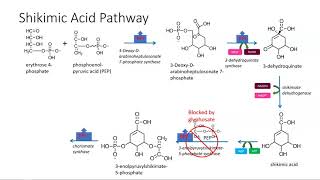 Shikimic acid pathway [upl. by Lynna]