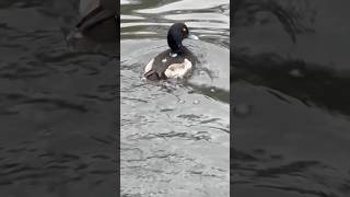 Tufted Duck Emerging From The Water  Thornes Park birds avian nature [upl. by Ennybor]