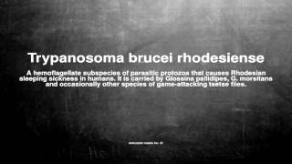 Medical vocabulary What does Trypanosoma brucei rhodesiense mean [upl. by Ardel]