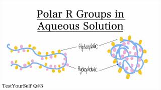 Hydrophobic R Groups  TestYourSelf Answer Question 3 [upl. by Freud289]