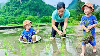 Full video 3 Month Journey From Seeds to Rice Grains  Joy of the Harvest [upl. by Denyse]