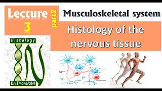 3b Histology of nervous tissue part2Peripheral nervesneurogliaDegeneration and regeneration [upl. by Daffodil143]