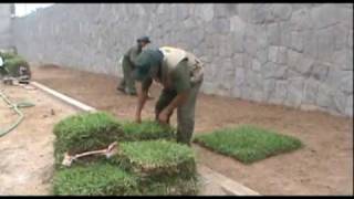 Instalación de Césped  Grass americano  wwwviverochaclacayocompe [upl. by Slocum]