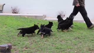 German Shepherd Puppies for Sale [upl. by Inalaek669]