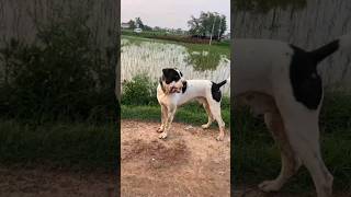 white bulldog  bully kutta  pitbull  american bulldog pets animals dogs trending shorts [upl. by Ahsas152]