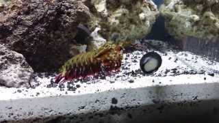 Mantis Shrimp attacking snail  hitting glass [upl. by Sirak755]