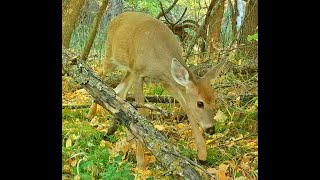 White tailed deer Nebraska Oct 2024 1050am [upl. by Royd]