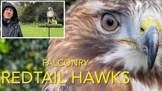 Species spotlight REDTAIL HAWKS [upl. by Benedicto]