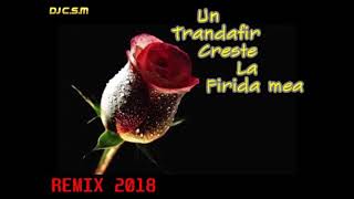 djCSMUn trandafir creste la firida mea REMIX 2018 [upl. by Steffy]