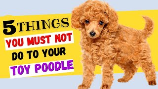 5 Things You Must NOT Do To Your Toy Poodle  All Toy Poodle Owners Must Watch [upl. by Nosreffej872]