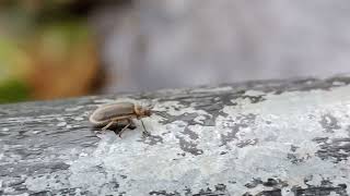 Beetle at Gilfach [upl. by Paradies790]