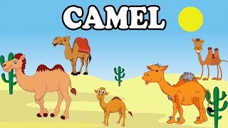 Camel  Animal Rhymes  English Rhymes  Children Nursery Rhymes   Comprint Multimedia [upl. by Rep]