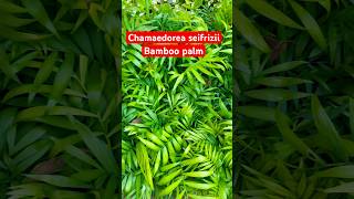 Chamaedorea seifrizii or bamboo palm air purifying palm shorts ￼ [upl. by Einad975]