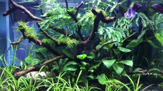 Dennerle 50l Scapers Tank  Betta Splendens [upl. by Cunningham]