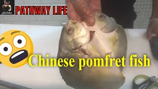 how to butterfly a chinese Pomfret fish [upl. by Neelat]