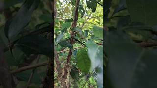 A swarm of woodboring beetles மொய்க்கும் வண்டு கூட்டம் crawling beetle shorts [upl. by Hermie]