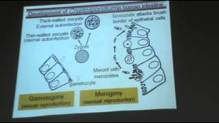 DrAzza  Protozoa 4  Intestinal sporozoa [upl. by Nimesay]