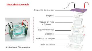 ELECTROPHORESE 3 [upl. by Euqinad]