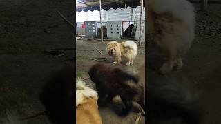 Chow chows playing  Chowchow dog  sri Lakshmi kennels Hyderabad chowchow shorts trending viral [upl. by Sleinad]