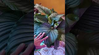 Calathea Orbifolia [upl. by Wynnie]