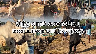 இந்த வாரம் களைகட்டிய மணப்பாறை மாட்டுச்சந்தை  Manapparai mattu santhai jallikattu viral trending [upl. by Dranreb489]