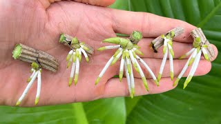 How to propagate orchids with aloe vera in plastic bottles [upl. by Airetahs437]