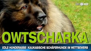 EDLE HUNDERASSE  KAUKASISCHE SCHÄFERHUNDE IM WETTBEWERB [upl. by Serafine]