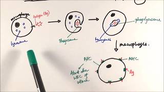 AS Biology  Phagocytosis OCR A Chapter 125 [upl. by Cock144]