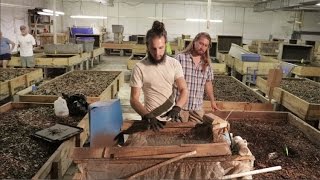 Tour a Commercial Worm Farm [upl. by Newsom]