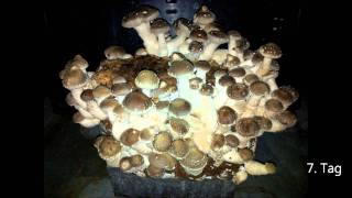 Shiitake Pilzzucht Pilzanbau mushroom growing [upl. by Nrehtac]